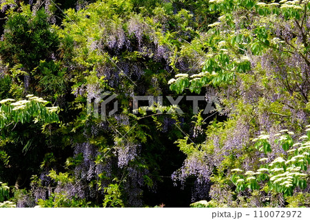 森のミズキと野フジの花 【相模原市津久井 4月】 森のミズキと野フジの花 【相模原市津久井 4月】 110072972