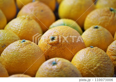 オレンジ色のデコポンの果実（冬、十二月） 110073006