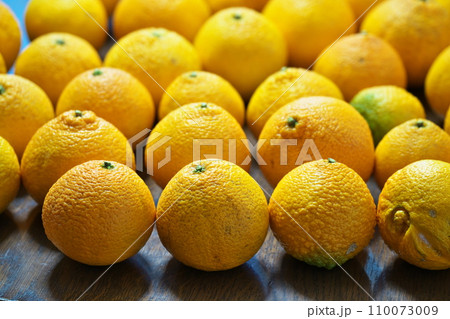 オレンジ色のデコポンの果実（冬、十二月） 110073009