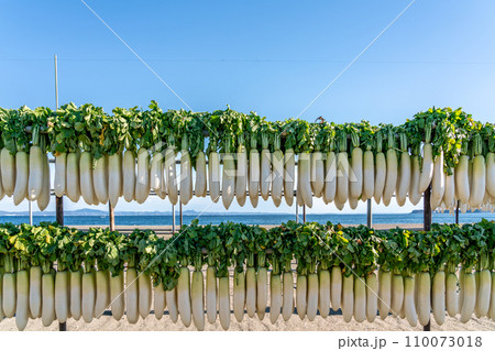 【神奈川県】三浦の風物詩 大根干し 【神奈川県】三浦の風物詩 大根干し 110073018