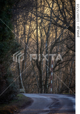 Sunset Road through a Bare Tree Canopy 110073728