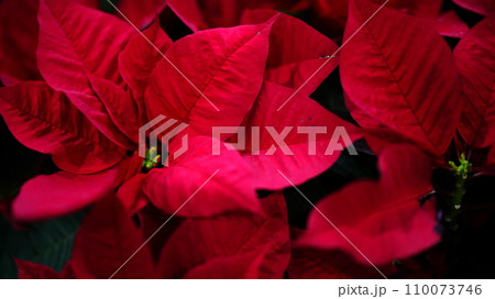 赤いポインセチア 赤いポインセチア 110073746