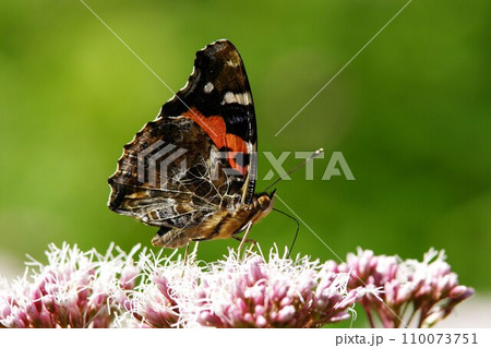 フジバカマの蜜を吸うアカタテハ 110073751