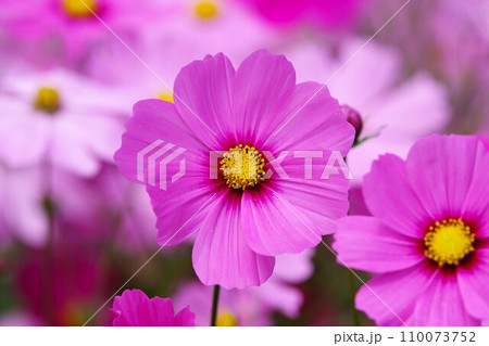 秋桜 秋桜 110073752