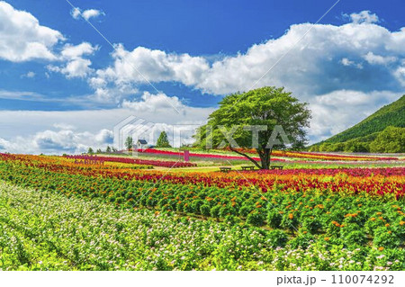 夏の那須フラワーワールド　ケイトウの花畑　栃木県那須町 110074292