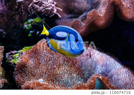 Fish Royal Blue Surgeon - Paracanthurus hepatus Fish Royal Blue Surgeon - Paracanthurus hepatus 110074718