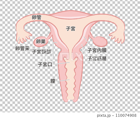 Female organs uterus illustration with name letters Female organs uterus illustration with name letters 110074908