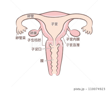 女性の臓器 子宮のイラスト　名称文字あり 110074923