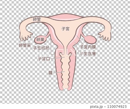 女性の臓器 子宮のイラスト　名称文字あり 110074923