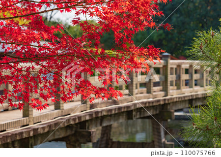 秋の白鳥庭園〈愛知県名古屋市〉 110075766