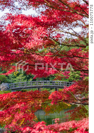 秋の白鳥庭園〈愛知県名古屋市〉 秋の白鳥庭園〈愛知県名古屋市〉 110075778