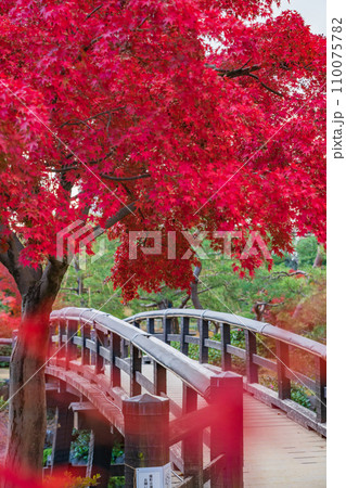 秋の白鳥庭園〈愛知県名古屋市〉 110075782