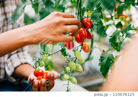 Close-up of farmer's hands tenderly holding cherry tomatoes in a greenhouse. Quality harvest showcases meticulous growth care. Nature's richness thrives outdoors. 110076125
