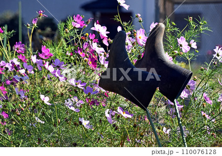 咲き乱れるカラフルなコスモスと家庭菜園脇に干された長靴 110076128