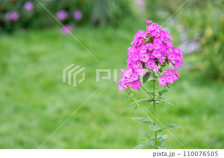 Phlox in the garden Phlox in the garden 110076505