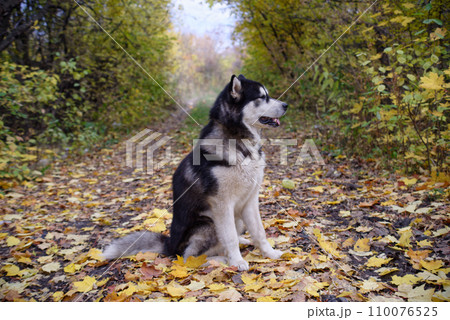 Alaskan malamute 110076525