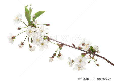 Cherry blossom Cherry blossom 110076537