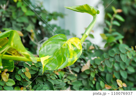 Devils Ivy, Golden Pothos or Hunters Robe or Epipremnum aureum or Araceae 110076937