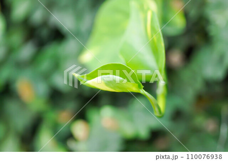 Devils Ivy, Golden Pothos or Hunters Robe or Epipremnum aureum or Araceae 110076938