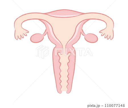 女性の臓器 子宮のイラスト 名称文字なし 女性の臓器 子宮のイラスト 名称文字なし 110077148