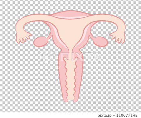 女性の臓器 子宮のイラスト 名称文字なし 女性の臓器 子宮のイラスト 名称文字なし 110077148