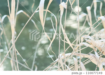 冬の葦の風情ある生なり色　脱色した葦の生なり色 110077149