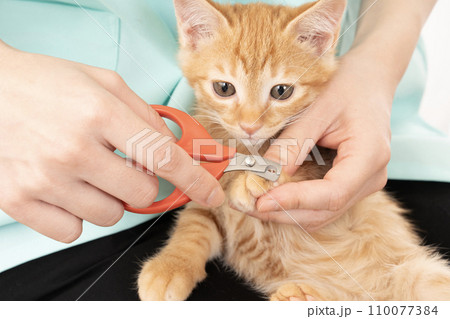 仔猫の爪を切る女性の手元 110077384