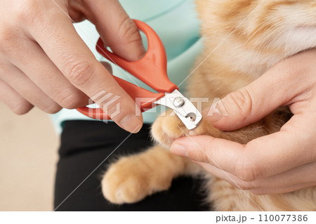 仔猫の爪を切る女性獣医師の手元 110077386