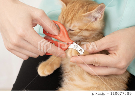 仔猫の爪を切る女性獣医師の手元 仔猫の爪を切る女性獣医師の手元 110077389