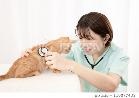 聴診器で仔猫の診察をする女性獣医師 110077435
