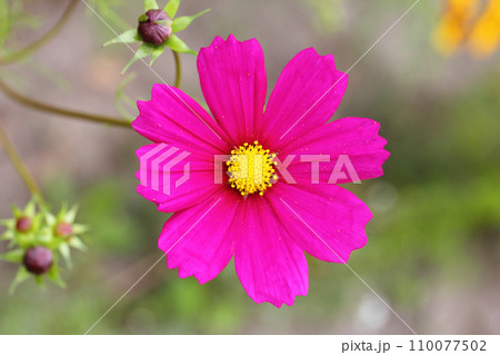 Red light carnation (Silene dioica) Red light carnation (Silene dioica) 110077502