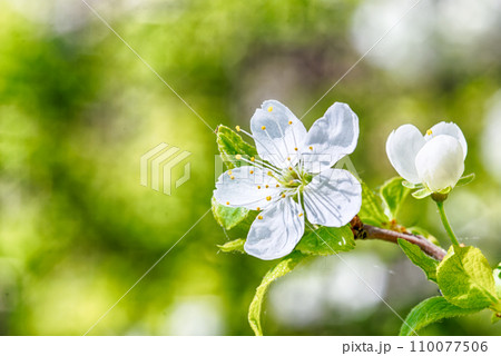 Cherry blossom 110077506