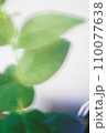 植物　葉っぱのフィルム写真 110077638