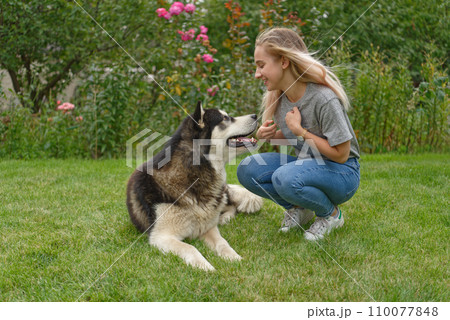 A girl with a malamute dog A girl with a malamute dog 110077848