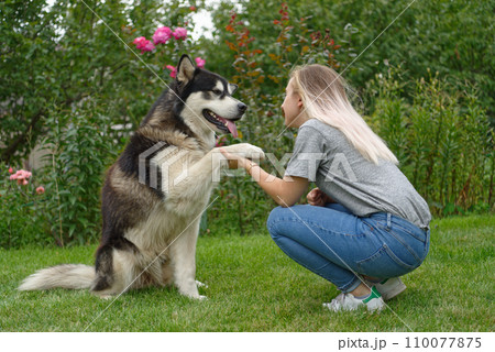 A girl with a malamute dog 110077875