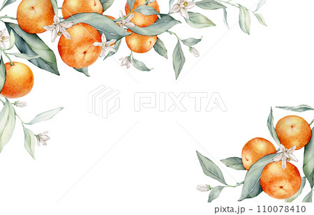 Watercolor frame illustration orange tangarine and green leaves isolated on white background. border hand painted natural plant twigs with fresh citrus fruits for design. Banner with mandarin branches 110078410