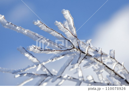 エビの尻尾　霧氷 110078926