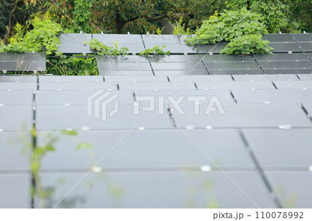 太陽光パネルの隙間から伸びた草 110078992