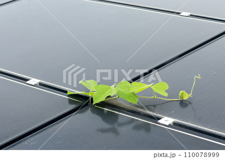 太陽光パネルの隙間から伸びた草 110078999