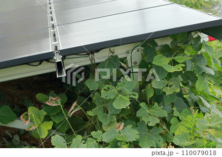 雑草が生い茂った太陽光発電 110079018