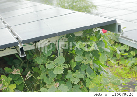雑草が生い茂った太陽光発電 雑草が生い茂った太陽光発電 110079020