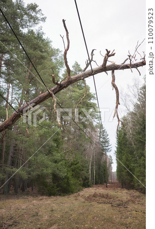 Fallen tree on power and communication lines in a forest, selective focus. Fallen tree on power and communication lines in a forest, selective focus. 110079523
