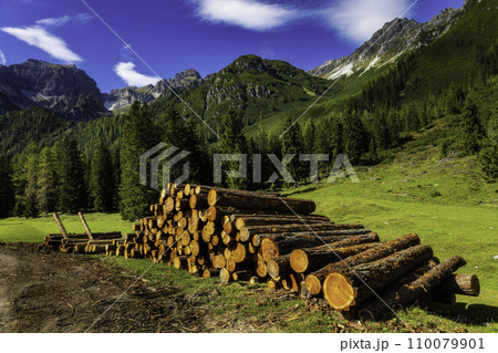 Felled tree trunks 110079901