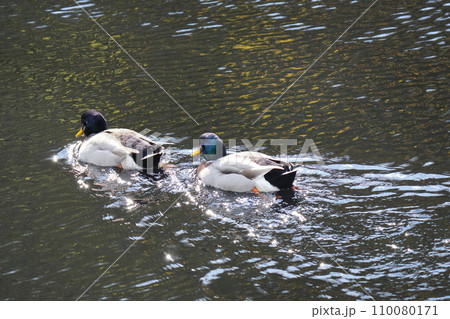 水面を輝かせて池を泳ぐマガモ 水面を輝かせて池を泳ぐマガモ 110080171