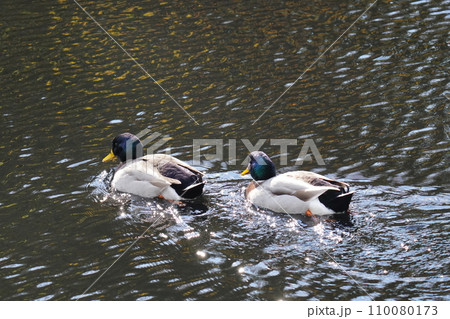 水面を輝かせて池を泳ぐマガモ 水面を輝かせて池を泳ぐマガモ 110080173