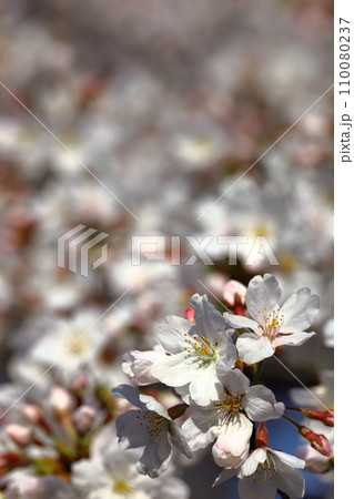 満開の桜の花にクローズアップした背景素材用写真 110080237