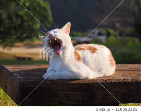 あくびをする猫 110080385