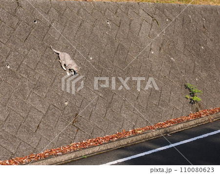 壁を降りるネコ 110080623