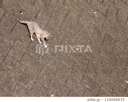 壁を降りるネコ 110080635