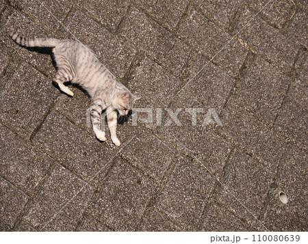 壁を降りるネコ 110080639